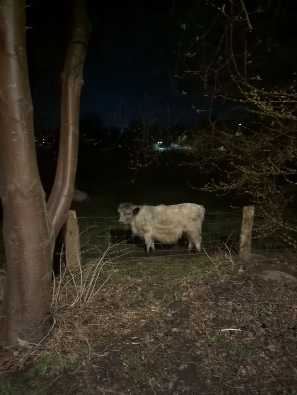Cow