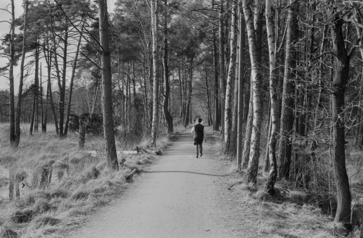 A wheat field in evening light
